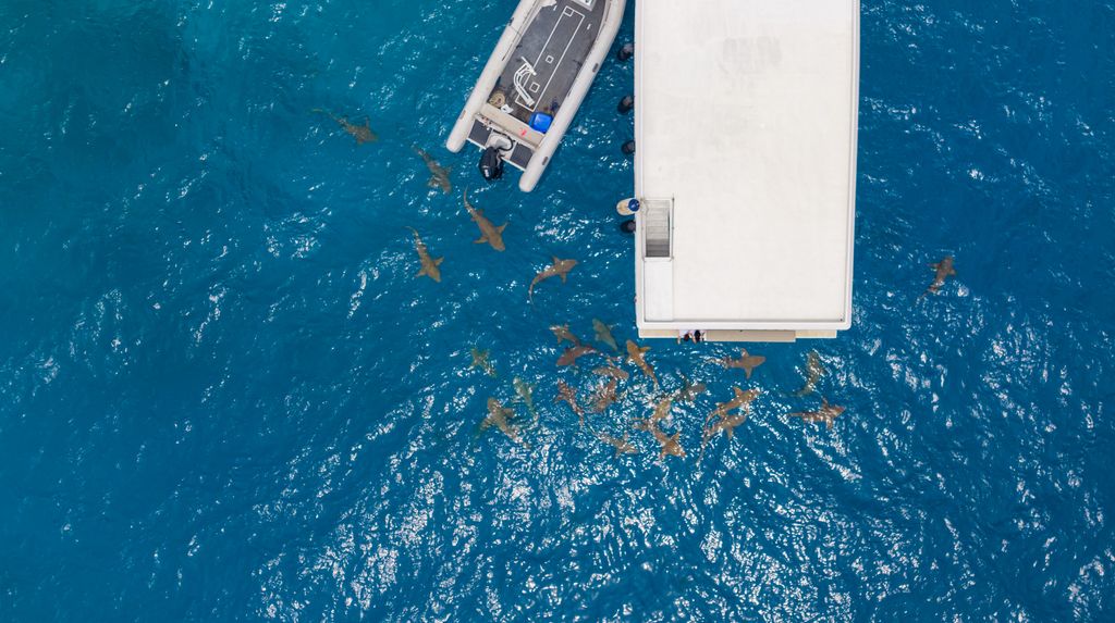 requin vue du ciel